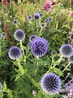 Echinop bannaticus 'Globe Thistle' en internet