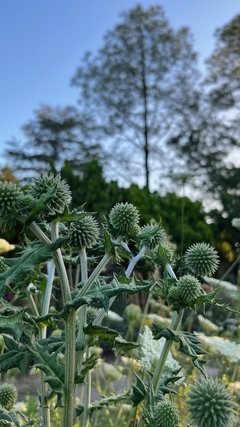Echinop Sphareocephalus - tienda online