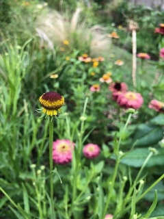 Helenium Autumnale 'lollipop' - comprar online