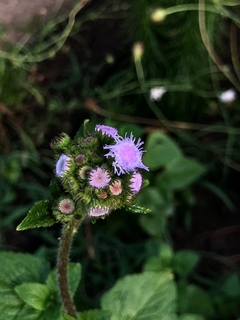 Ageratum Hostonianum en internet