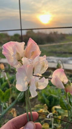 Alverjillas rosas