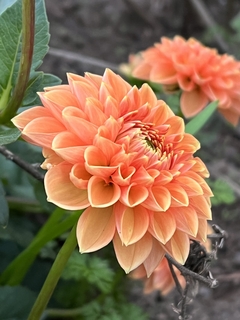 Dahlias - SEMILLAS - comprar online
