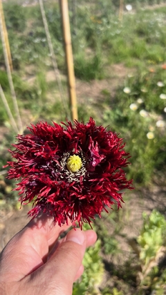 Amapola black beauty