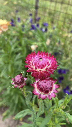 Helichrysum Mix - Flor de papel