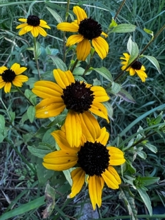 Rudbeckia Triloba - misherbaceas