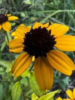 Rudbeckia Triloba en internet