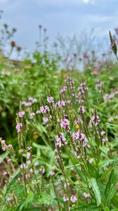 Verbena hastata
