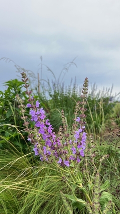 Salvia pratensis