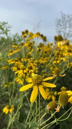 Rudbeckia laciniata