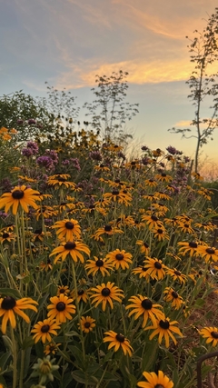 Rudbeckia fulgida var. deamii - comprar online