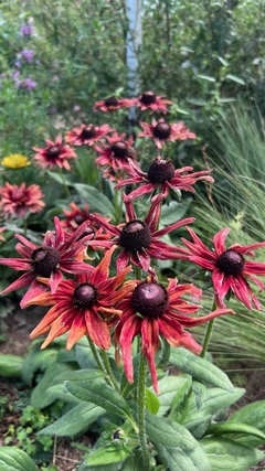 Rudbeckia Sahara - comprar online