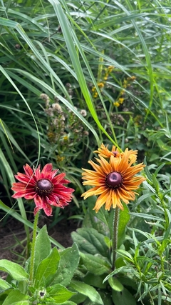 Rudbeckia Sahara en internet