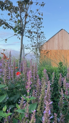 Agastache globetrotter