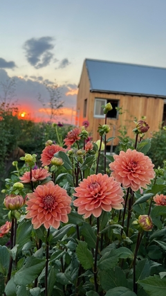 Dahlias - SEMILLAS - misherbaceas