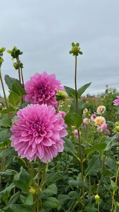 Dahlias - SEMILLAS - tienda online
