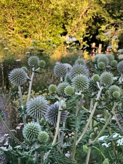 Echinop Sphareocephalus - misherbaceas