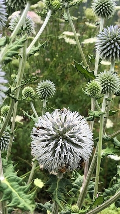Echinop Sphareocephalus - comprar online