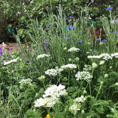 Orlaya Grandiflora - comprar online