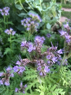 Phacelia tanacetifolia