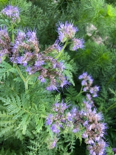 Phacelia tanacetifolia - misherbaceas