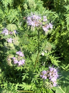 Phacelia tanacetifolia en internet