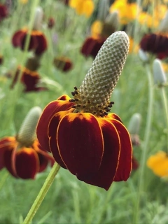 Ratibida Columnifera 'Red Midget'