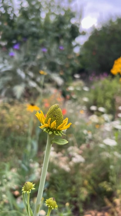 Rudbeckia Maxima - comprar online