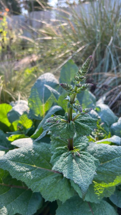 Salvia hierosolymitana - misherbaceas