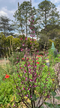 Salvia hierosolymitana en internet