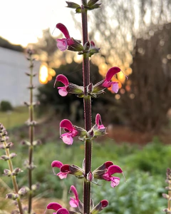 Salvia hierosolymitana - comprar online