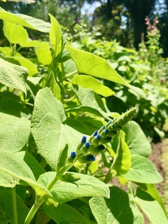 Salvia macrophylla en internet