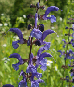Salvia pratensis - comprar online