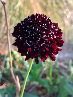 Scabiosa burgundy beau