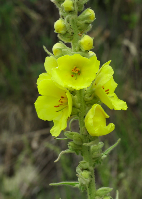 Verbascum Thapsus