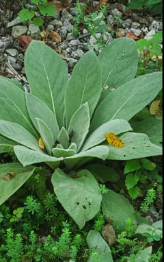 Verbascum Thapsus - comprar online