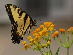 Asclepia curassavica "Silk Gold" - comprar online