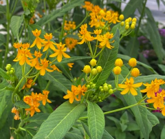 Asclepia curassavica "Silk Gold"