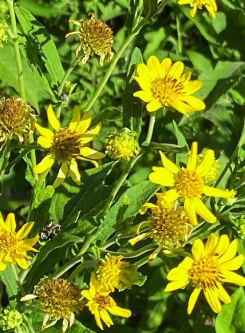 Verbesina Subcordata