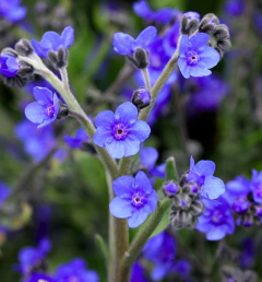 Cynoglossum amabile - No me olvides chino