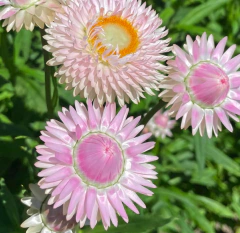 Helichrysum Mix - Flor de papel en internet