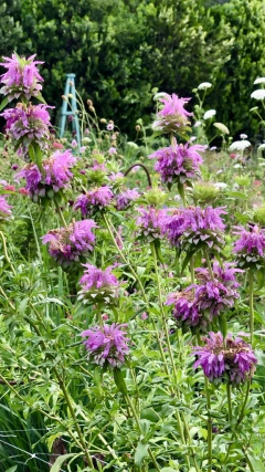 Monarda Citriodora