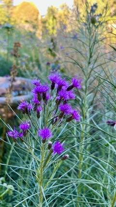 Vernonia Fasciculata