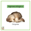 Hongos gírgolas agroecológicos - disponible el lunes