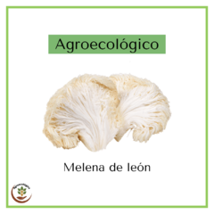 Hongos melena de león