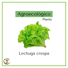Lechuga crespa agroecológica - 250 grs -