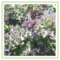 Kale morado agroecológico - atado - comprar online