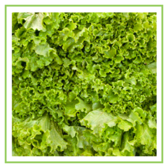 Lechuga crespa agroecológica - 250 grs - - comprar online