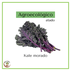 Kale morado agroecológico - atado