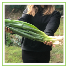 Cebolla de verdeo japonés agroecológico - atado - 200 grs en internet