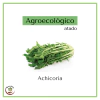 Achicorias agroecológico - atado